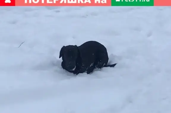 Найдена собака в Коломне, район зтс