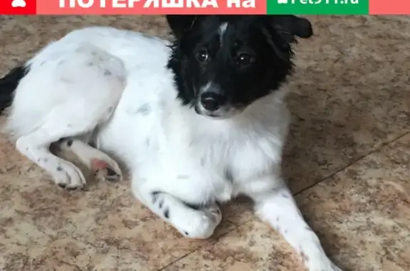 Найдена собака Москва, Бунинская аллея.