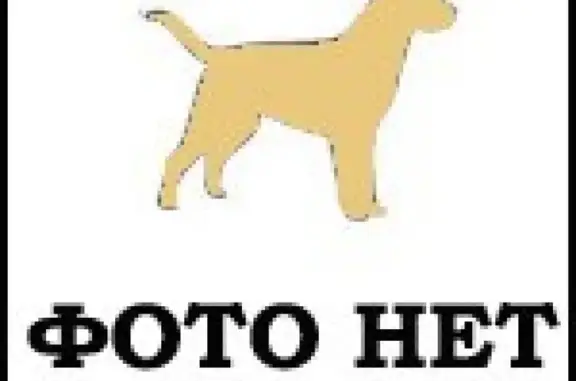 Найдена собака на проспекте Толстого, Всеволожск