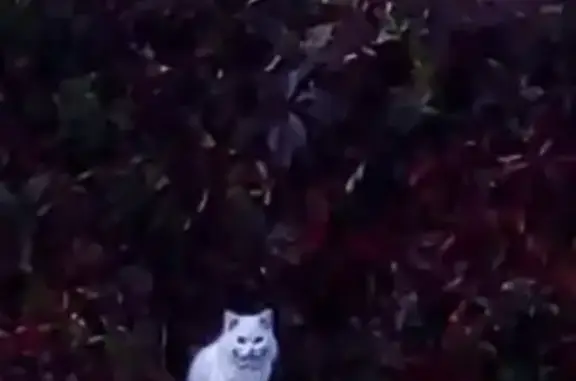 Кошки потеряшки, СНТ Дорохово, фото: Потеряшка кошка в районе СНТ Дорохово, помогите!