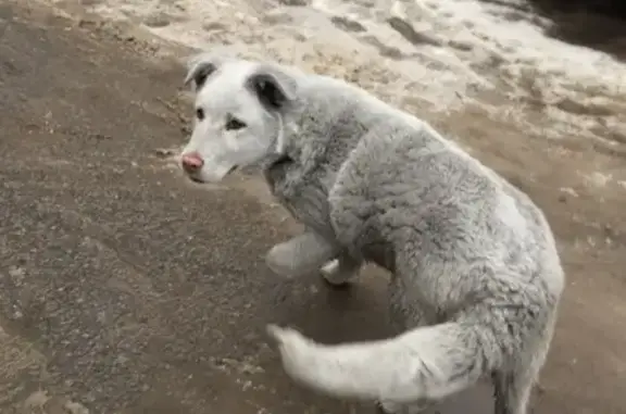 Найден серый пёс в Волгограде