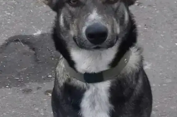 Собаки потеряшки, Липецк, фото: Потеряшка собака, адресник на шее, Липецк.