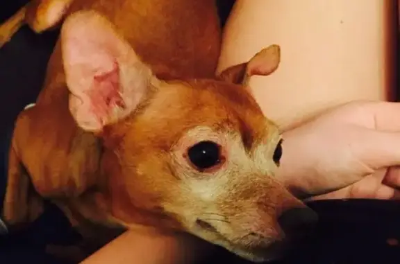 Собаки потеряшки, Кисельнинское, фото: Потеряшка собака Чарли на выборгском шоссе