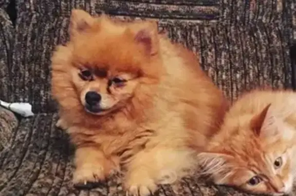 Собаки потеряшки, Тверь, фото: Потеряшка собака Айка в Твери, 29.12.18