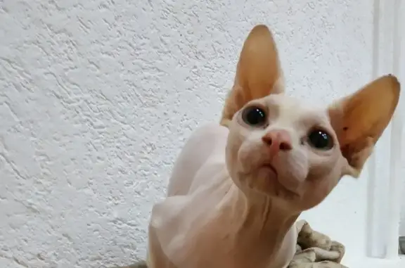 Найден сфинкс кот в Ростове-на-Дону
