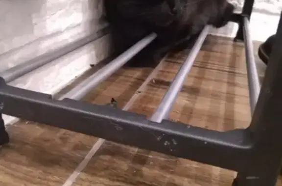 Найдена черная кошка в Красноярске, нужен хозяин!