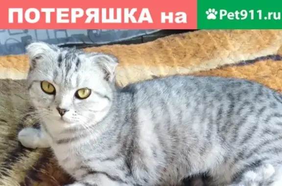 Найдена кошка в Кемерово, ищем хозяев