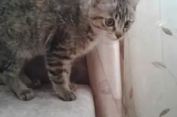 Найден котенок на морозе в Чите