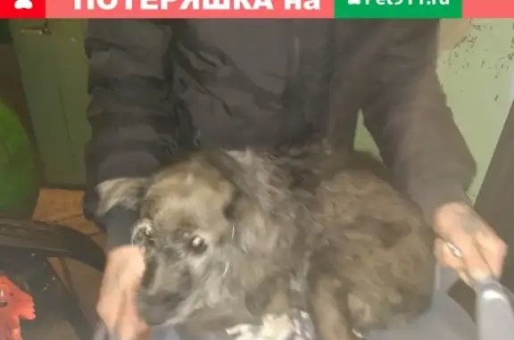 Найдена собака в Липецке, нужен хозяин