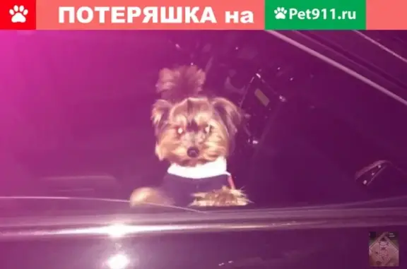 Пропала собака на улице Докучаева 40Б, помогите!