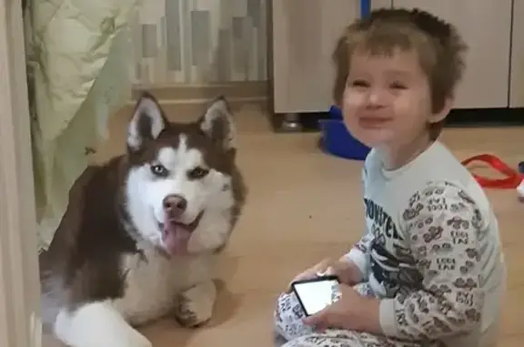 Найден сбитый пес в Краснодаре