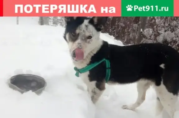 Найдена собака в Конаково, ул. Свобода, возле магазина 