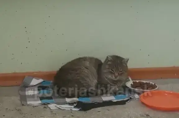 Найдена беременная кошка на ул. Гребенщикова, ищу хозяина