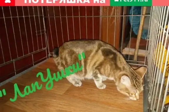 Найдена кошка в Берёзовке, ул. Чкалова