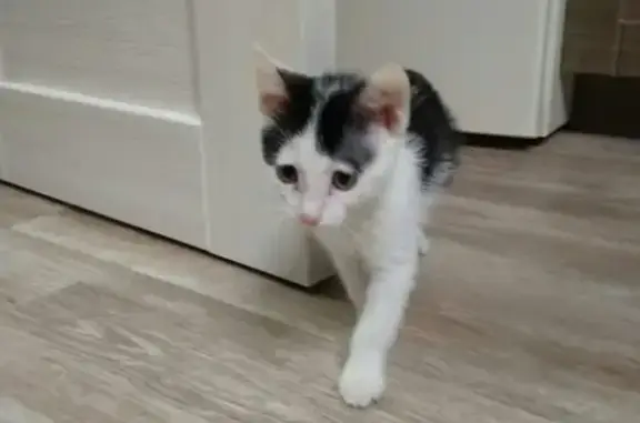 Найдена котенок девочка в Нижнекамске