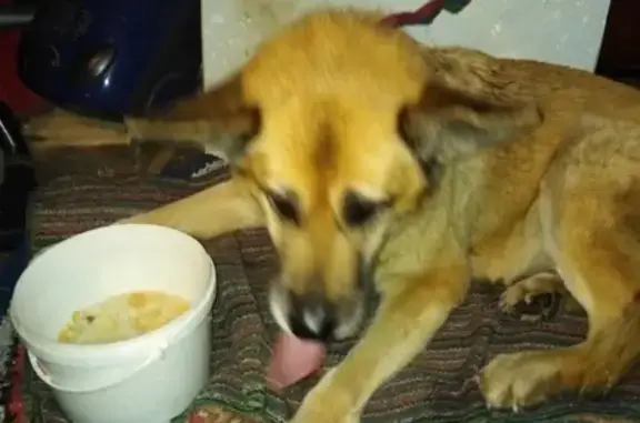 Найдена собака с ошейником в Петрозаводске
