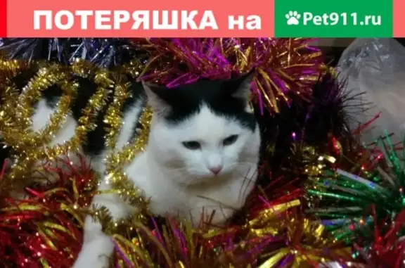 Кошки потеряшки, Тамбов, фото: Потеряшка кошка на ул. Терновой, Тамбов.