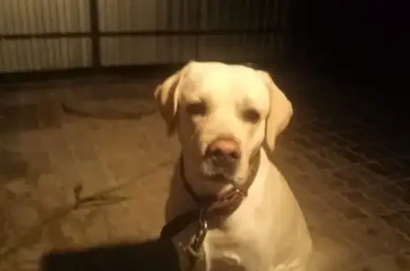 Пропала собака Граф в с. Столбище, Татарстан