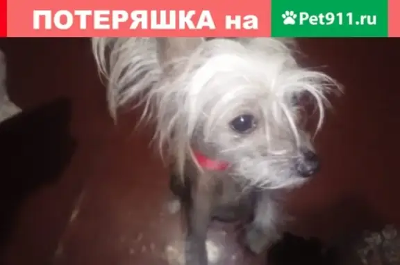 Пропала собака в станице Брюховецкая, вознаграждение за находку.