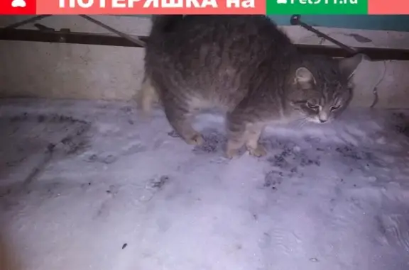 Найдена кошка в Пензе на улице Кривозерье #НУЖНА_ПЕРЕДЕРЖКА_ИЛИ_ДОМ