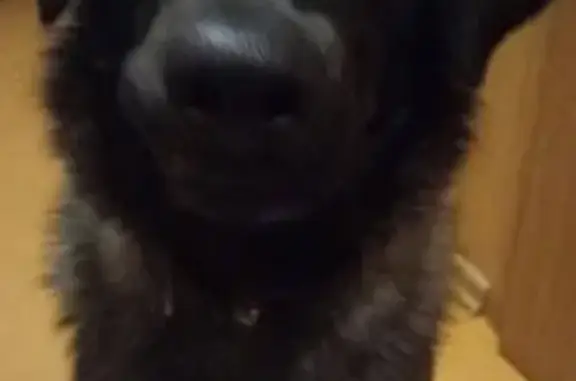 Найден пушистый пес с ошейником в Улан-Удэ
