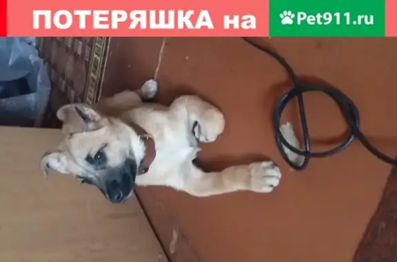 Найдена собака в Смоленске, район 11 школы