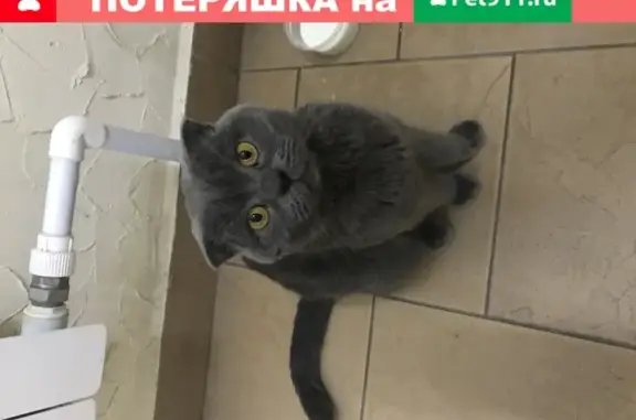Найден кот на улице Шевченко, 5-2