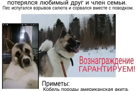 Пропала собака в Уфе, Башкортостан, РФ.