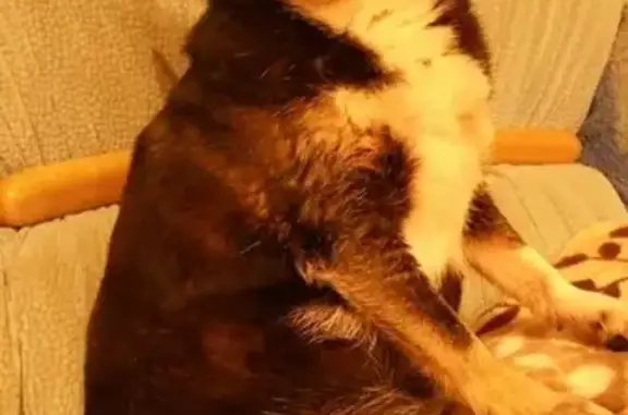 Собаки потеряшки, Калининград, фото: Потеряшка собака Той терьер, ул. Лилии Иванихиной 4, Калининград