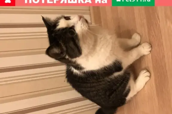 Найдена кошка на ул. Ровио, 13 в Петрозаводске