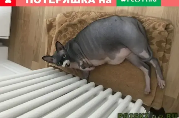 Пропала кошка Гарик на Народного Ополчения, Москва