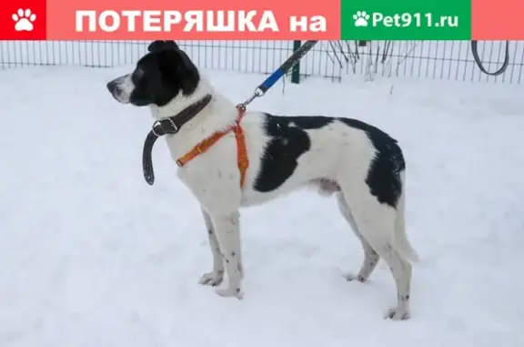 Найден пёс около метро Бабушкинская, нужна помощь!