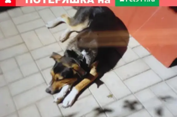 Пропала собака Муся в Краснодаре, р-н ул. 1 Мая - Уссурийская - Россинского