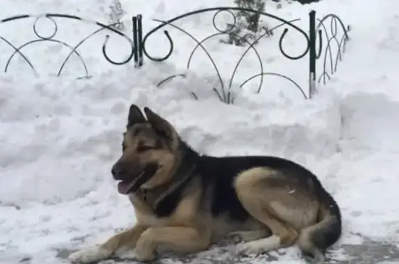 Пропала собака в Пушкинском районе, ищем в Сергиевом Посаде.