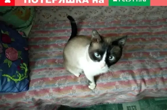 Найден сиамский кот в Иваново, вернём владельцу.