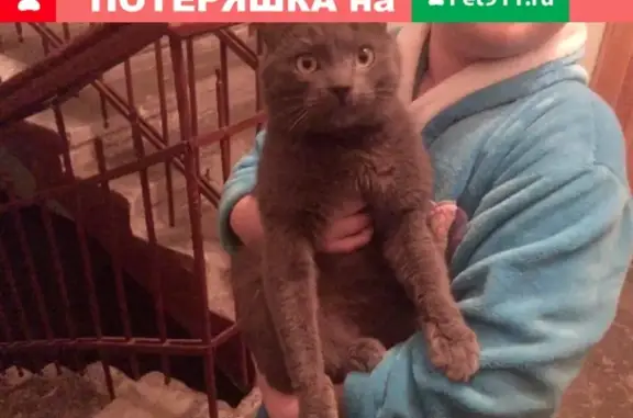 Найден серый кот в Красносельском районе Санкт-Петербурга
