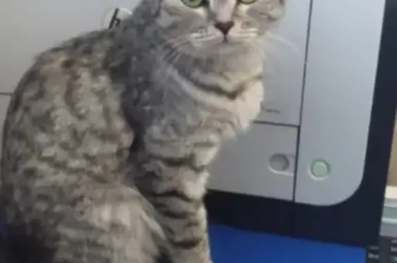 Найдена Британская кошка в Пашино, Новосибирск