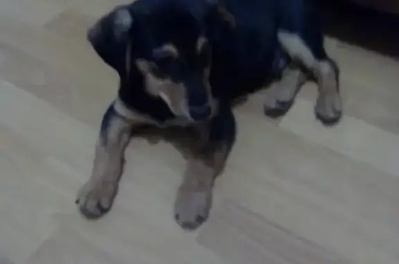 Найден щенок в Киреевске, Тульская область