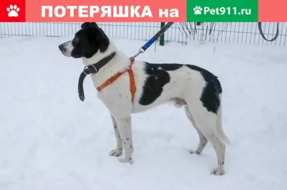 Найдена собака в районе метро Бабушкинская, ищем хозяина!