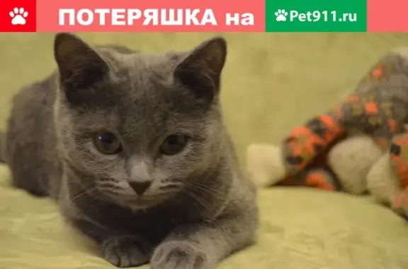 Кошки потеряшки, Суксун, фото: Потеряшка кошка на ул. Кирова 31, SOS!