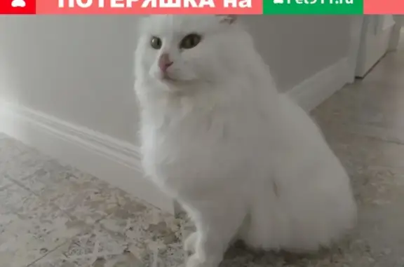 Найдена белая кошка в Наро-Фоминске, Башкино.