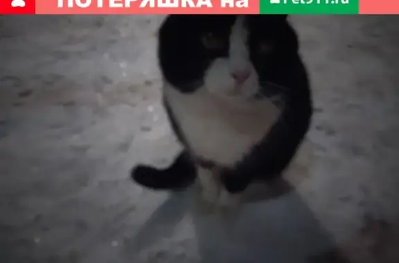 Кошка найдена на ул. Фатыха Амирхана в Казани