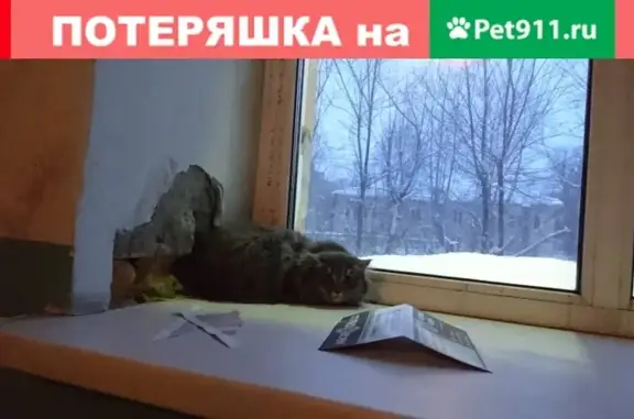 Найдена кошка на ул. Пролетарская 7, Кемерово
