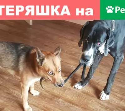 Пропали две собаки в Сочи, требуется помощь!
