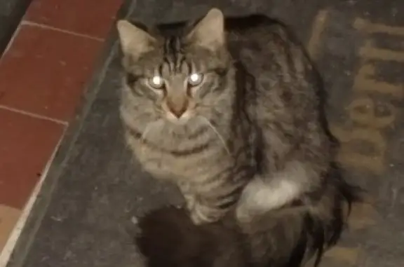 Найдена кошка на Суворовском проспекте
