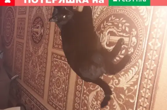 Кошки потеряшки, Кемерово, фото: Потеряшка кошка на улице Пролетарской, Кемерово (Бася, кыс-кыс)