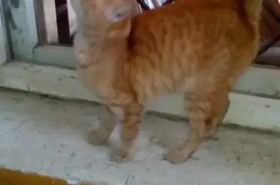 Найдена рыжая кошка на Закгейма, Ярославль