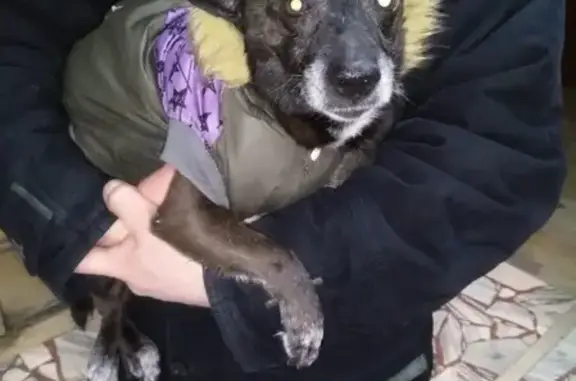 Найден пёс в Балаково, контакты по песику Оксана Планидина