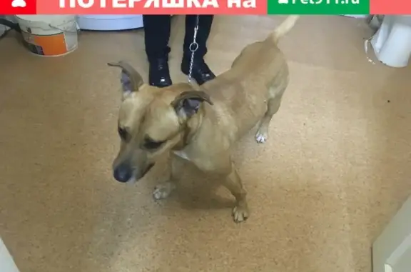 Собака найдена на ул. Кубанская, Волгоград.