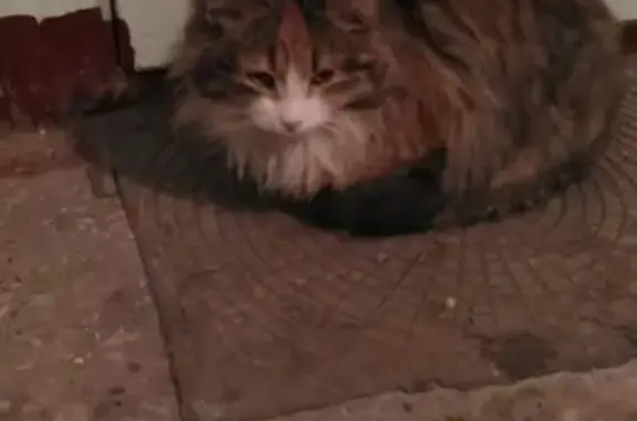 Найдена домашняя кошка на ул. С. Акимова, 2